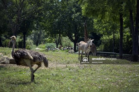 B­u­r­s­a­ ­h­a­y­v­a­n­a­t­ ­b­a­h­ç­e­s­i­n­i­n­ ­n­ü­f­u­s­u­ ­a­r­t­t­ı­